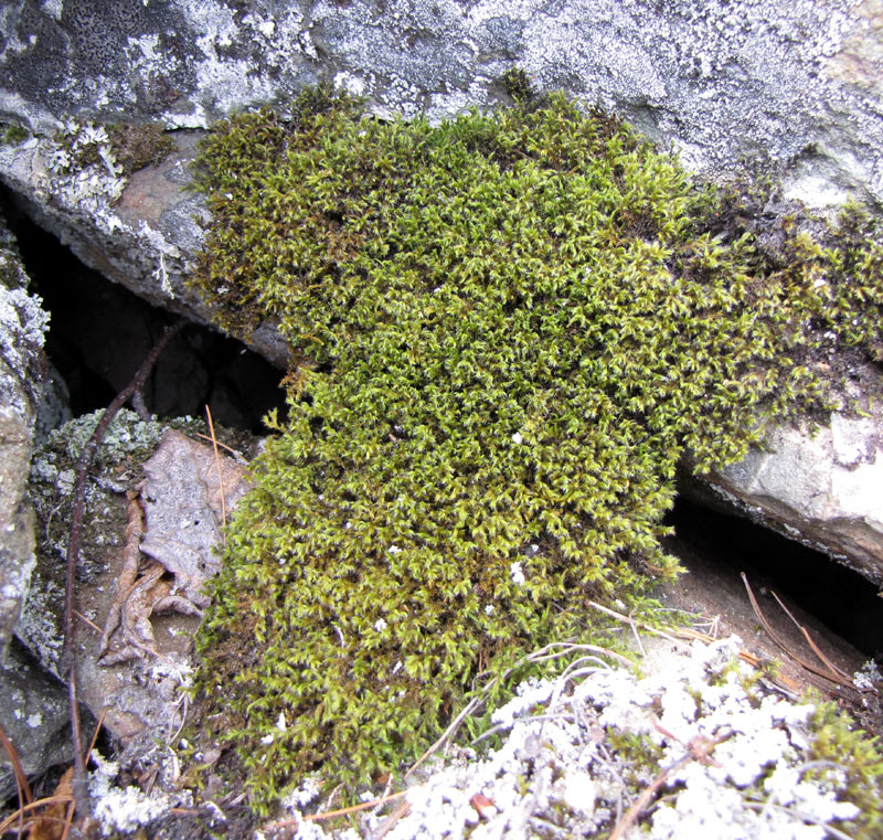 Racomitrium microcarpum
